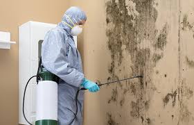 Best Environmental Consulting for Mold Prevention  in Leupp, AZ